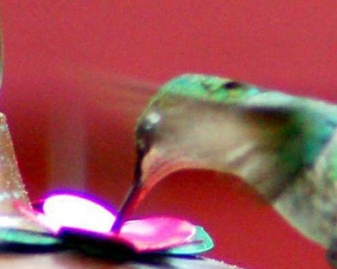 hummingbird closeup